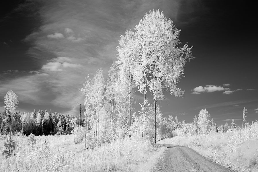 Infrared Photograph of Meadow, Trees, and Forest in Central Finland.